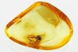 Fossil Wasp (Bethylidae) In Baltic Amber #352716-1